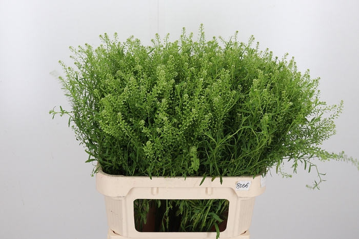 <h4>Lepidium Vir. Gwelo Green</h4>