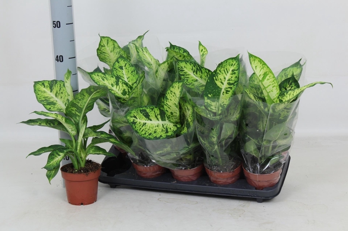 <h4>DIEFF SUBLIME</h4>