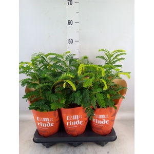 Tamarindus indica