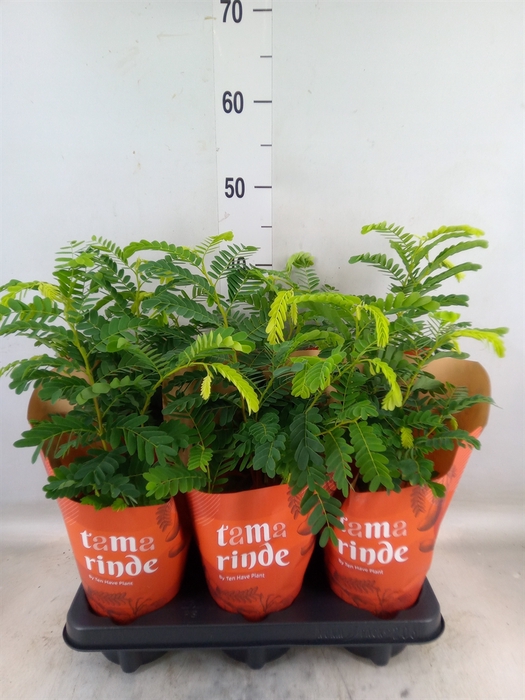 <h4>Tamarindus indica</h4>
