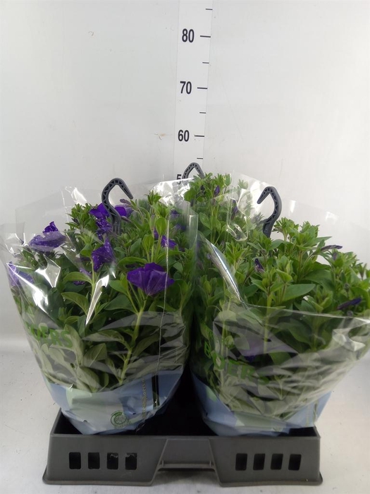 <h4>Petunia   ...</h4>