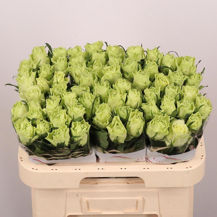 <h4>R GR CAMOUFLAGE!</h4>