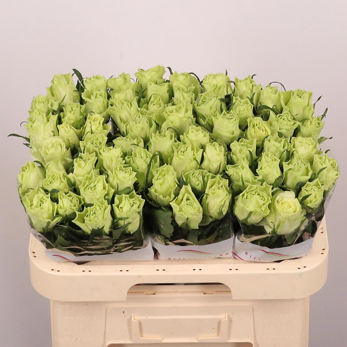 <h4>R GR CAMOUFLAGE!</h4>