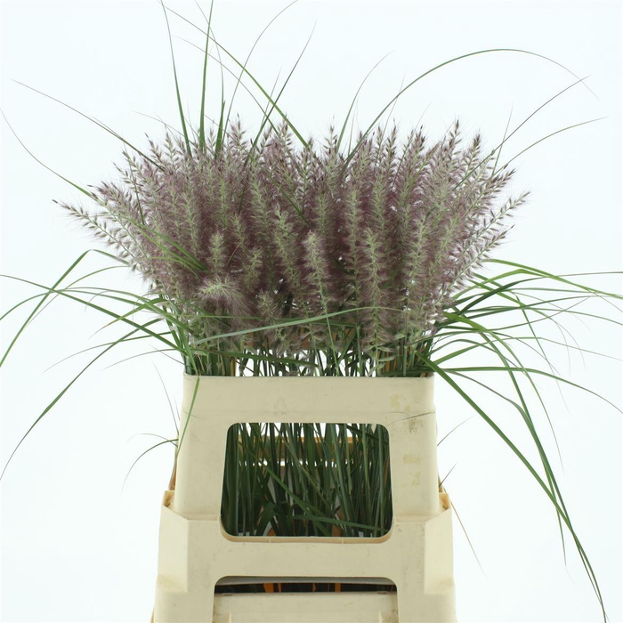 <h4>Pennisetum Karly Roze</h4>