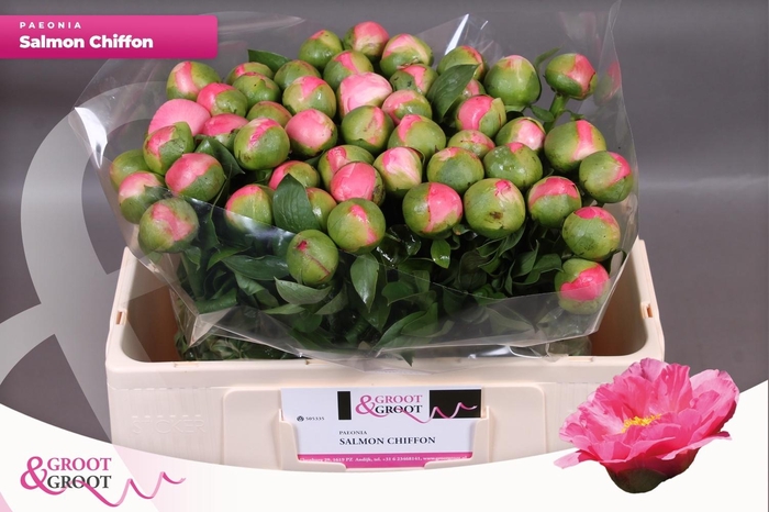 <h4>PAEO SALMON CHIFFON</h4>