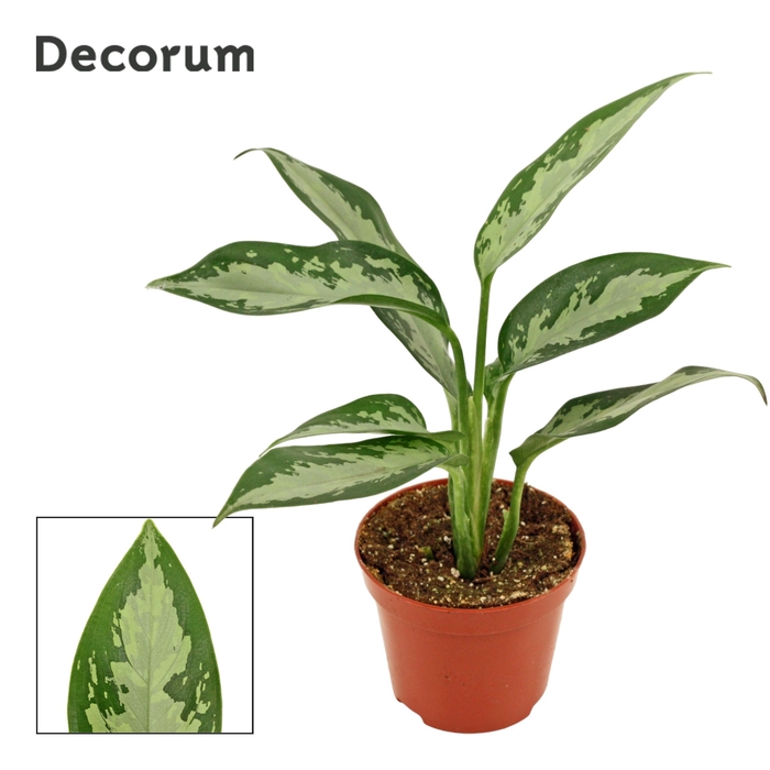 <h4>Aglaonema Jubilee compacta 9 cm (Decorum)</h4>