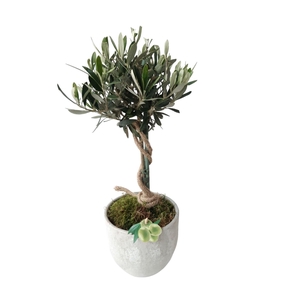 Arr.   Tuinplanten H%