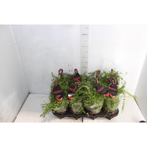 DISCHIDIA MILLION HEARTS C13