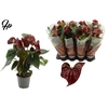 Anthurium 14 cm Tranquillo in Couture sleeve