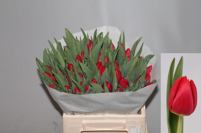 <h4>TU EN RED STONE</h4>