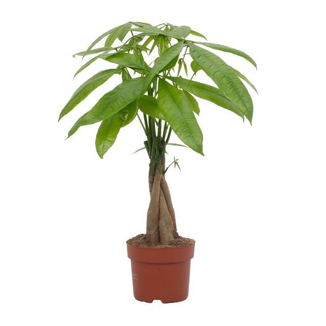 <h4>Pachira aquatica</h4>