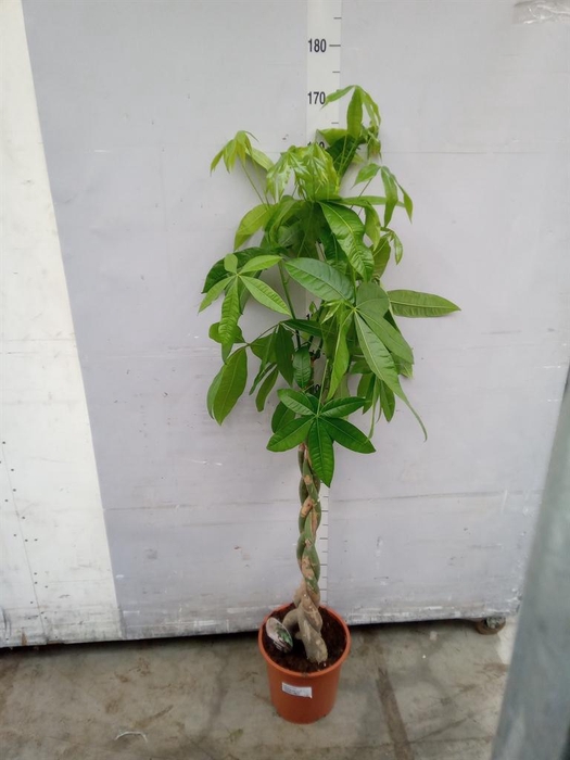 <h4>Pachira aquatica</h4>