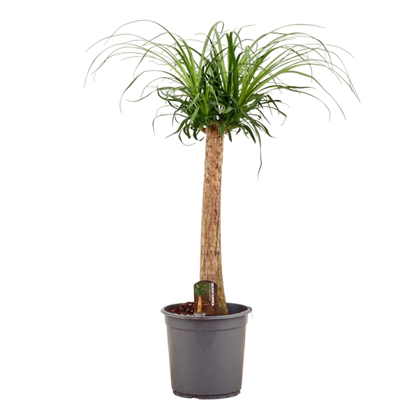<h4>Beaucarnea recht 24 cm</h4>