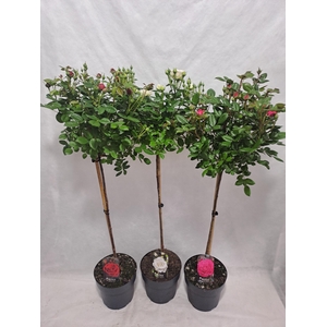 Roos op stam grootbloemig P23 80cm mix