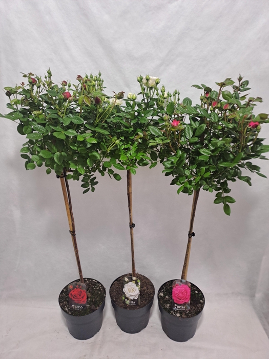 <h4>Roos op stam grootbloemig P23 80cm mix</h4>