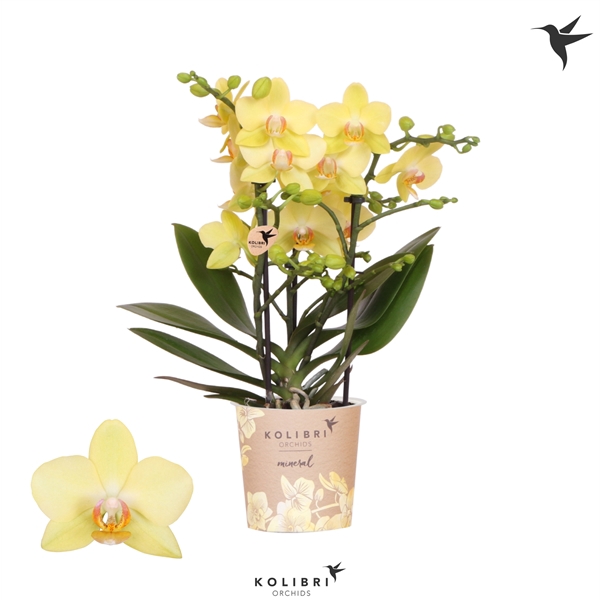 <h4>Kolibri Orchids Phalaenopsis Albenga 3 spike</h4>