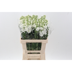 Matth Phantom White