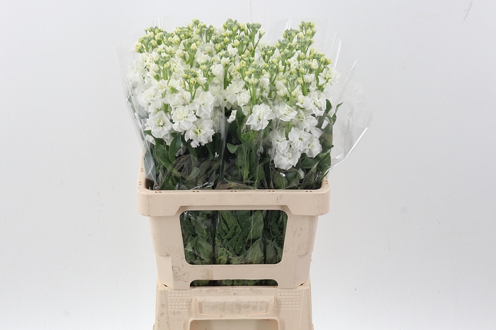 <h4>Matth Phantom White</h4>