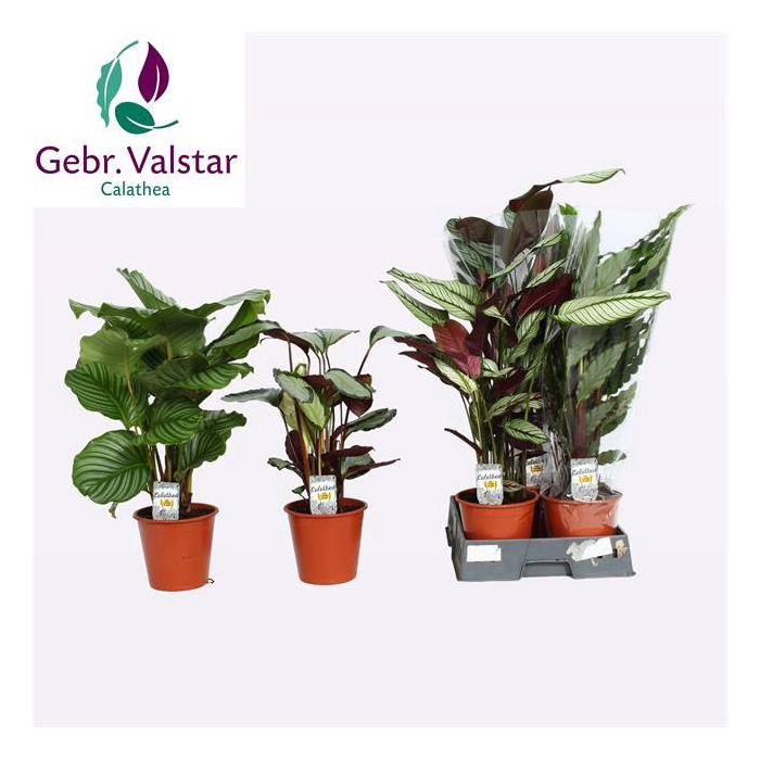 <h4>Calathea mix 19Ø 80cm</h4>