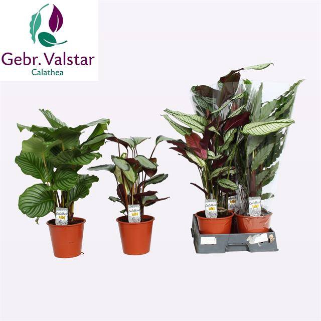 Calathea mix 19Ø 80cm
