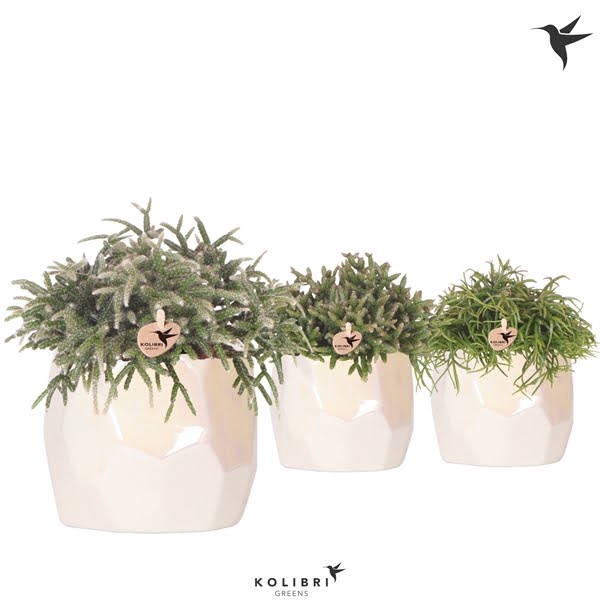 <h4>Kolibri Greens Rhipsalis mix in Pearl pot travertine</h4>