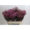 Limonium sinense Tiffany Diamond