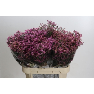 Limonium sinense Tiffany Diamond
