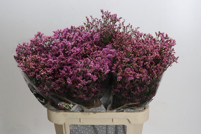 Limonium sinense Tiffany Diamond