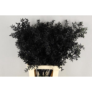 Df Ruscus 70cm Bs Black