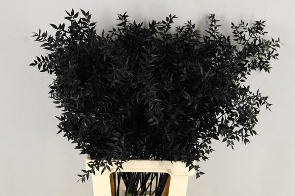 <h4>Df Ruscus 70cm Bs Black</h4>