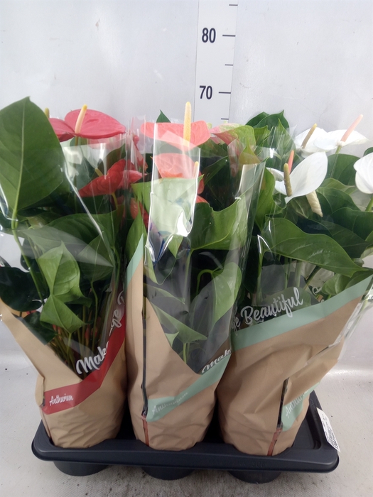 <h4>Anthurium   ...mix 4</h4>