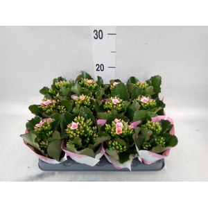 Kalanchoe  'Else Flowers Oakley'