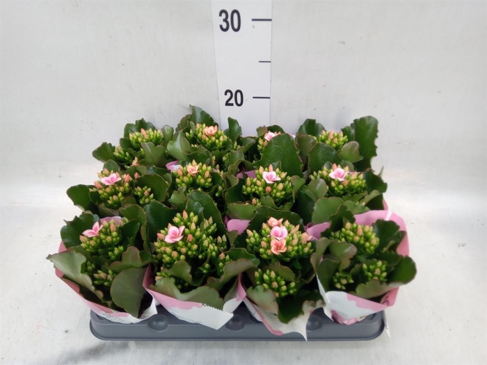 <h4>Kalanchoe  'Else Flowers Oakley'</h4>