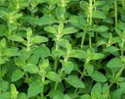 <h4>Origanum vulgare 'Compactum'</h4>