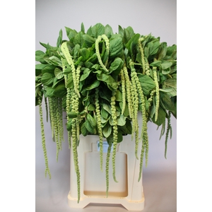 AMAR CA GREEN CORD