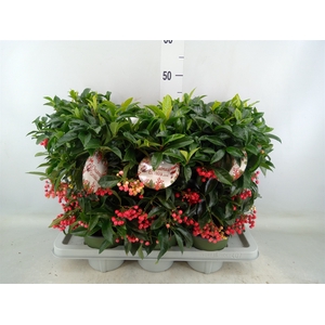 Ardisia crenata 'Bos Premium'