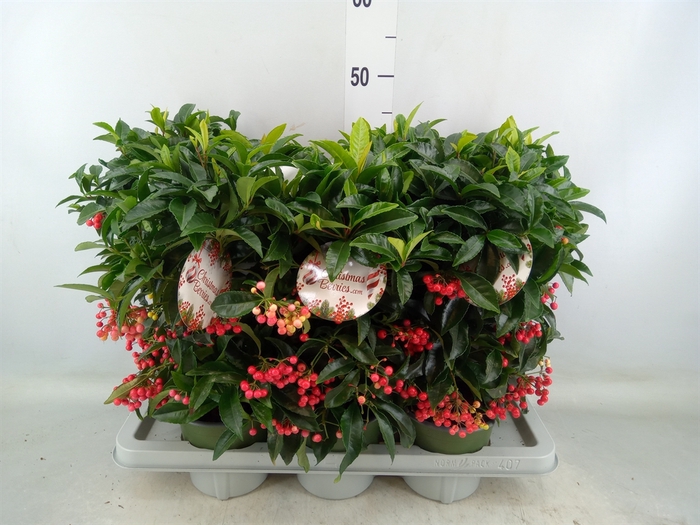 <h4>Ardisia crenata 'Bos Premium'</h4>