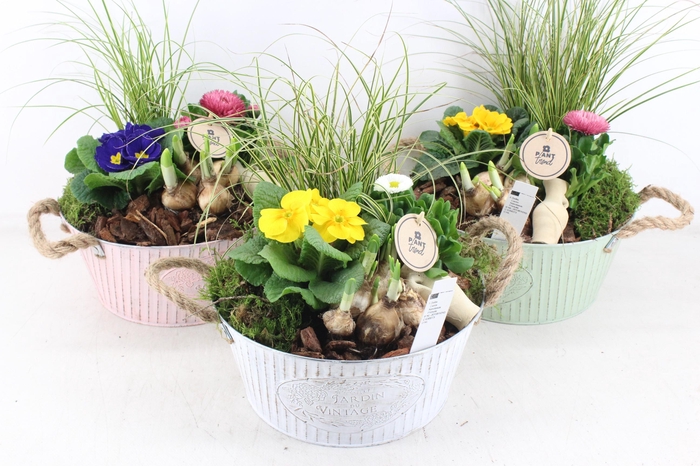 <h4>arr4 Primula PL - Zink rond colour mix</h4>