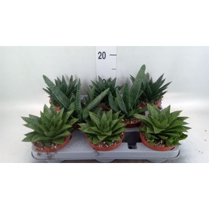 Aloe   ...mix