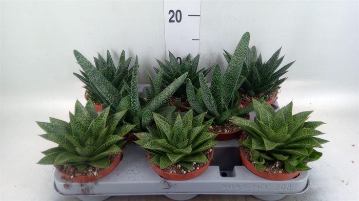 <h4>Aloe   ...mix</h4>