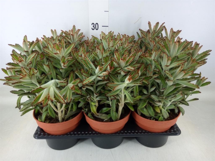 <h4>Kalanchoe   ...</h4>