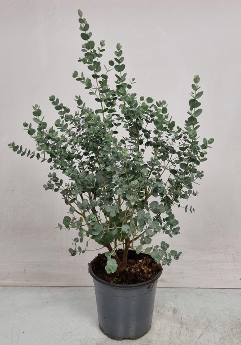 <h4>EUCAL GUNNII</h4>