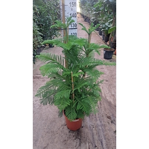 Araucaria toef 130
