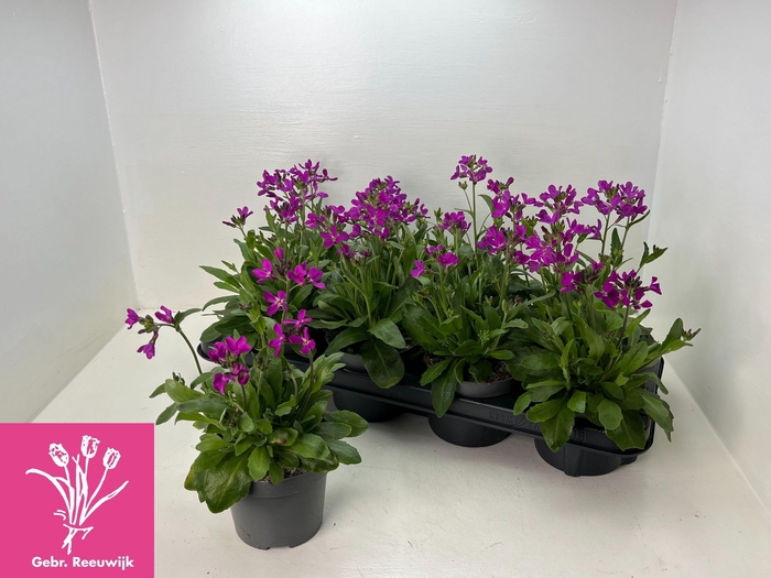 <h4>ARABIS BLEPH</h4>