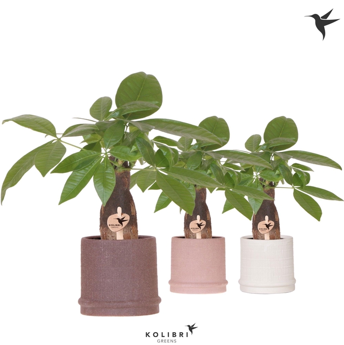 <h4>Kolibri Greens Pachira in Bali pot mix</h4>