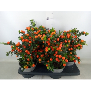 Solanum pseudocapsicum 'Bartoli'