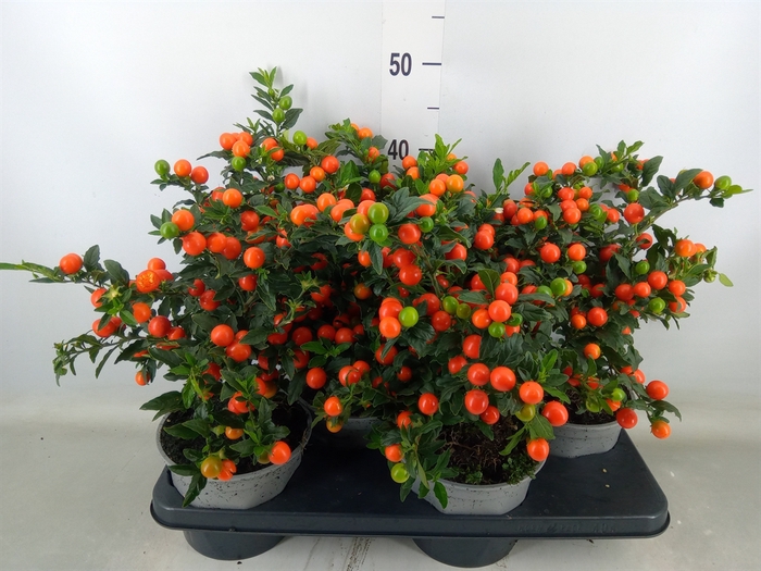 Solanum pseudocapsicum 'Bartoli'