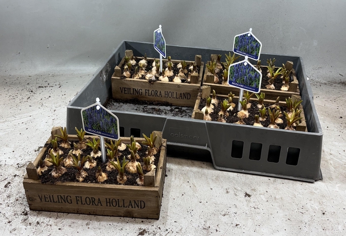 <h4>ARR MUSCARI</h4>