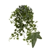 Hedera He Jacobine Beperkt leverbaar