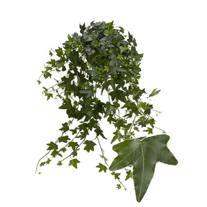 Hedera He Jacobine Beperkt leverbaar